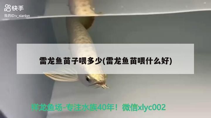 雷龍魚苗子喂多少(雷龍魚苗喂什么好)（雷龍魚苗子喂多少）