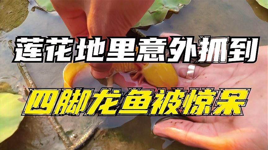 《大道龍魚》的演員表有哪些，《大道龍魚》是否與《美人魚》有關(guān)聯(lián)《美人魚》的演員表