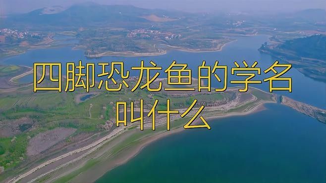 四腳龍魚圖片（四腳龍魚的飼養方法）