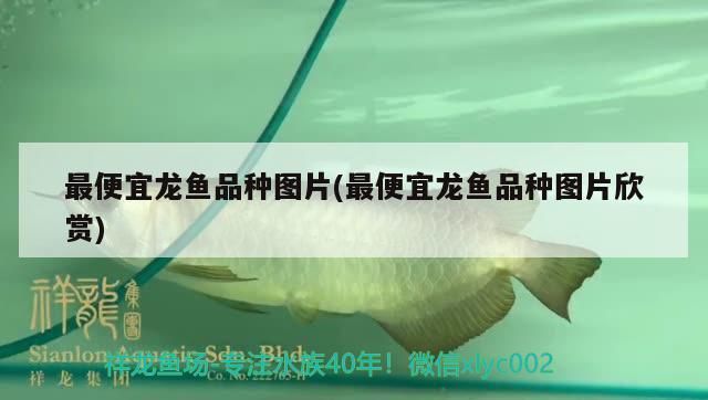 最便宜龍魚品種圖片(最便宜龍魚品種圖片欣賞)（最便宜的金龍是什么品種，最便宜的金龍魚品種圖片欣賞）