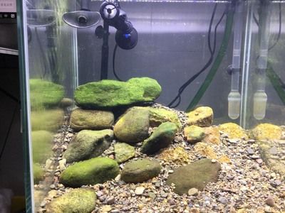 深海黑龍魚是什么魚類(深海黑龍魚圖片大全大圖)