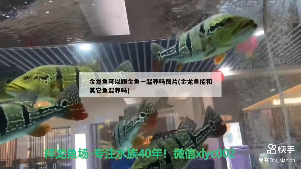 金龍魚可以跟金魚一起養(yǎng)嗎圖片(金龍魚能和其它魚混養(yǎng)嗎)