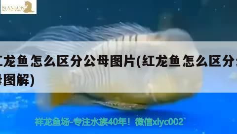 紅龍魚怎么區分公母圖片(紅龍魚怎么區分公母圖解)（紅龍魚公母圖解、紅龍魚怎么區分公母圖解、紅龍魚怎么區分公母圖片）
