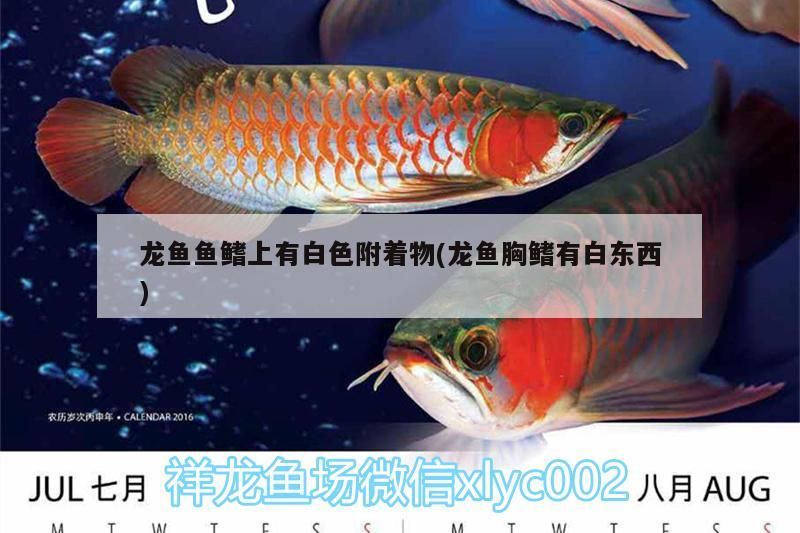 龍魚魚鰭上有白色附著物(龍魚胸鰭有白東西)（龍魚魚鰭上有白色附著物）