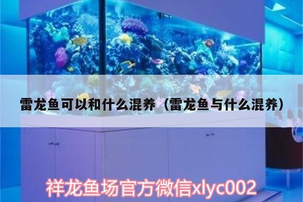雷龍魚可以和什么混養（雷龍魚與什么混養）（雷龍魚可以和什么混養）