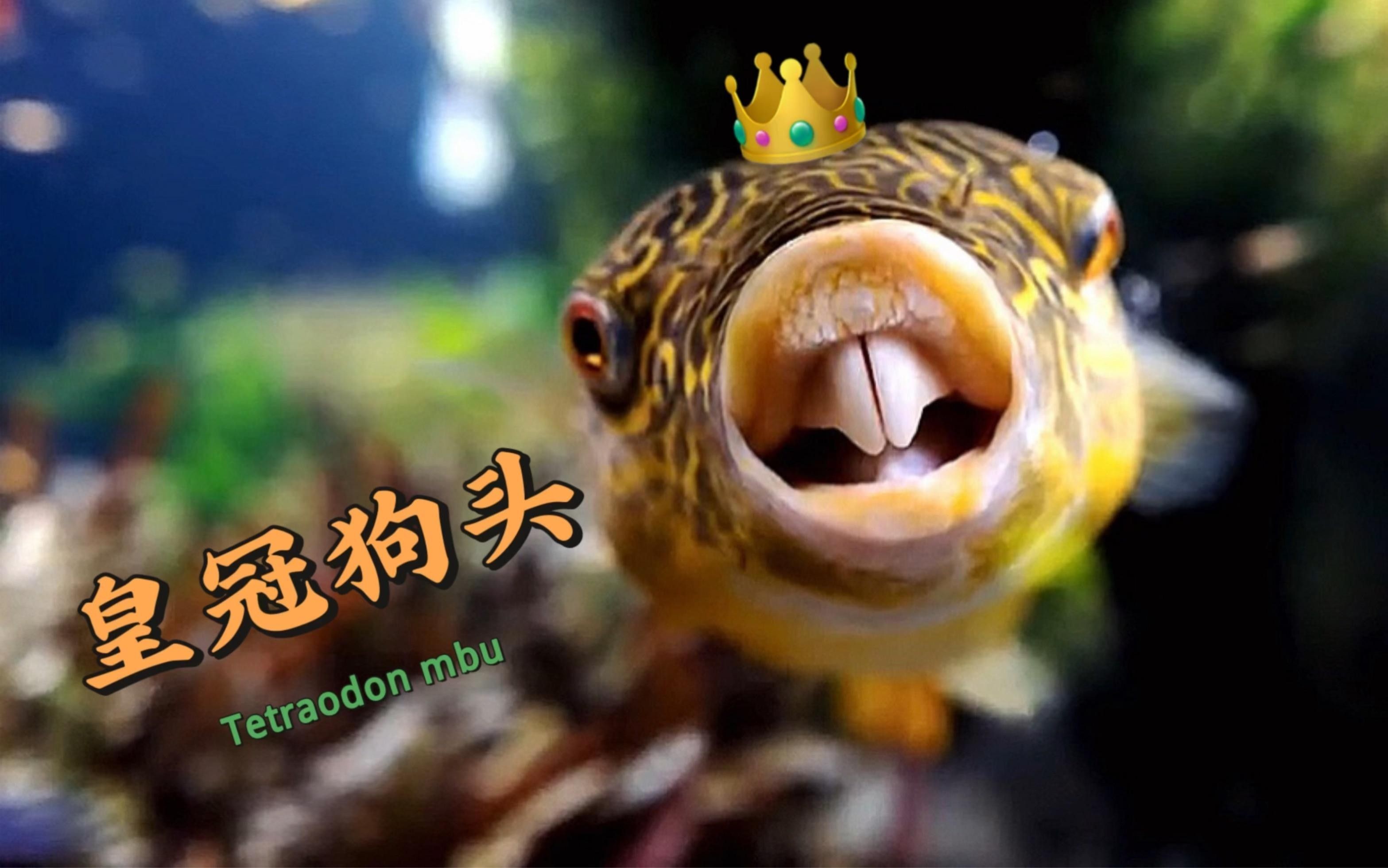 狗頭魚是什么魚（狗頭魚是什么魚曉糖糖）