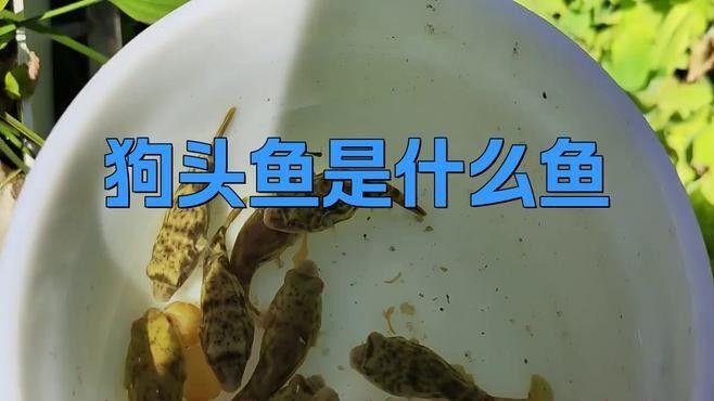 狗頭魚是什么魚（狗頭魚是什么魚曉糖糖）