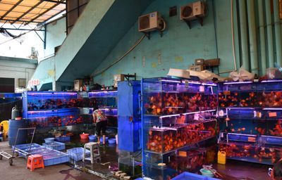 芳村花鳥魚蟲新世界幾點關門錦鯉市場（廣州芳村花鳥魚蟲新世界）