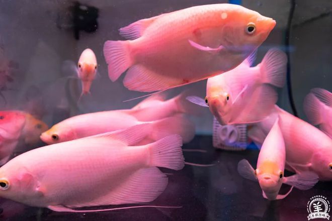 芳村花鳥魚蟲新世界幾點關門錦鯉市場（廣州芳村花鳥魚蟲新世界）