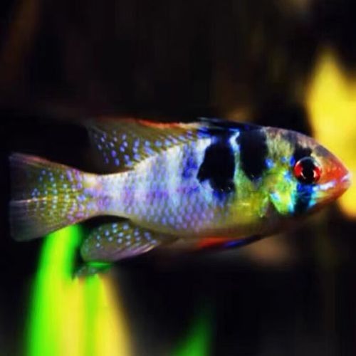 鳳凰 魚（關于鳳凰魚的介紹）