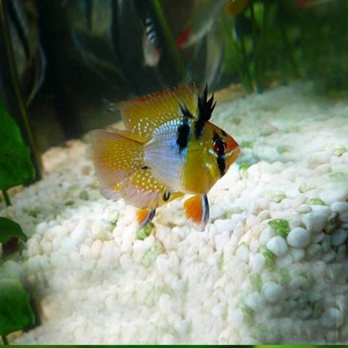 鳳凰 魚（關于鳳凰魚的介紹）