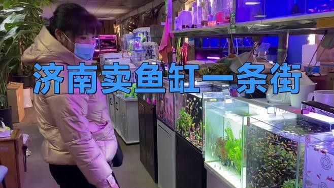 濟南哪里有賣金魚的地方（濟南哪里賣金魚最便宜）