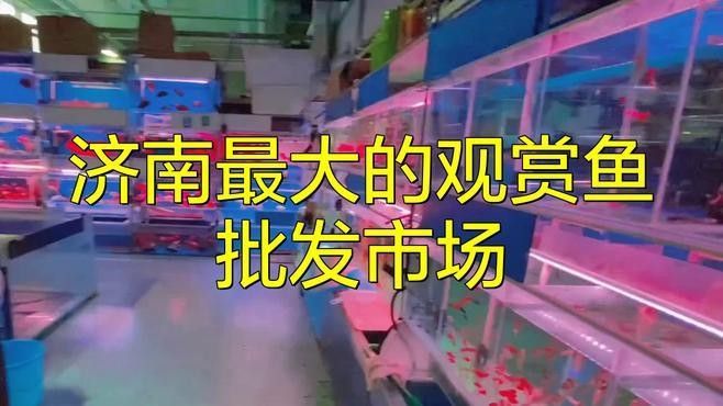 濟南哪里有賣金魚的地方（濟南哪里賣金魚最便宜）