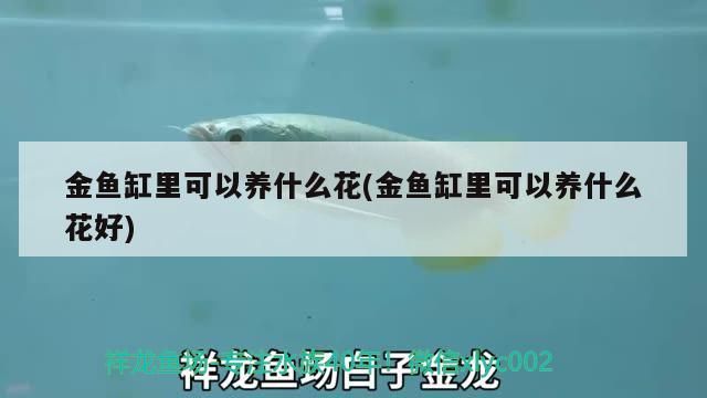金魚缸里可以養什么花(金魚缸里可以養什么花好)（養金魚用什么水草比較好）