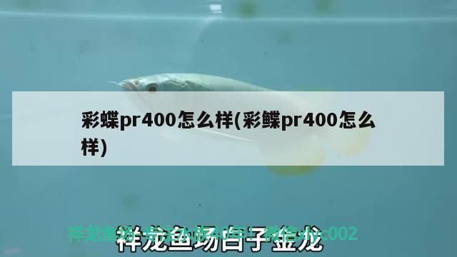 紅龍魚和七彩混養會怎么樣(七彩龍魚可以和什么魚混養)（卡西歐gst-400g-400g-1a9怎么樣）