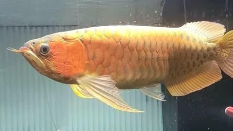 怎么判斷龍魚腹水圖片視頻（如何判斷龍魚是否患有腹水）