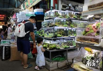 芳村花鳥魚蟲市場搬到什么地方去了呢：芳村花鳥魚蟲市場已經開始搬遷，廣州花鳥魚蟲市場已開始搬遷