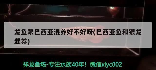 金龍魚 龍魚跟巴西亞混養好不好呀(巴西亞魚和銀龍混養)(巴西亞魚與龍魚混養好不好呀,龍魚與龍魚混養好不好) 觀賞魚百科 龍魚跟巴西亞混養好不好呀(巴西亞魚和銀龍混養)(巴西亞魚與龍魚混養好不好呀,龍魚與龍魚混養好不好) 龍魚跟巴西亞混養好不好呀(巴西亞魚和銀龍混養)(巴西亞魚與龍魚混養好不好呀,龍魚與龍魚混養好不好) 觀賞魚百科