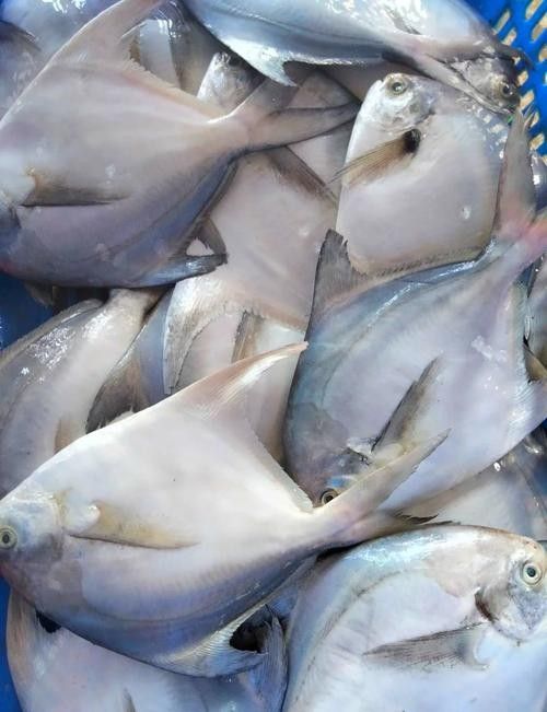 鯧魚品種圖（12種鯧魚,來看看有沒有你不認識的）