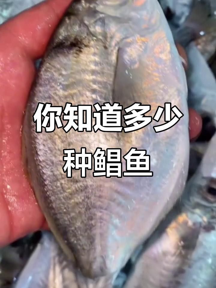 鯧魚品種圖（12種鯧魚,來看看有沒有你不認識的）