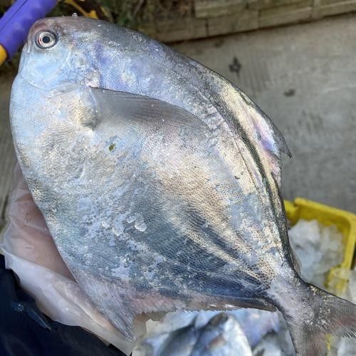 鯧魚品種圖（12種鯧魚,來看看有沒有你不認識的）