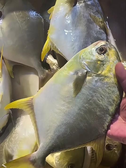 鯧魚品種圖（12種鯧魚,來看看有沒有你不認識的）