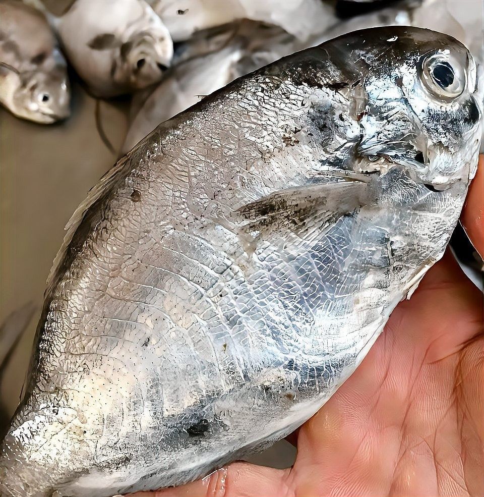 鯧魚品種圖（12種鯧魚,來看看有沒有你不認識的）