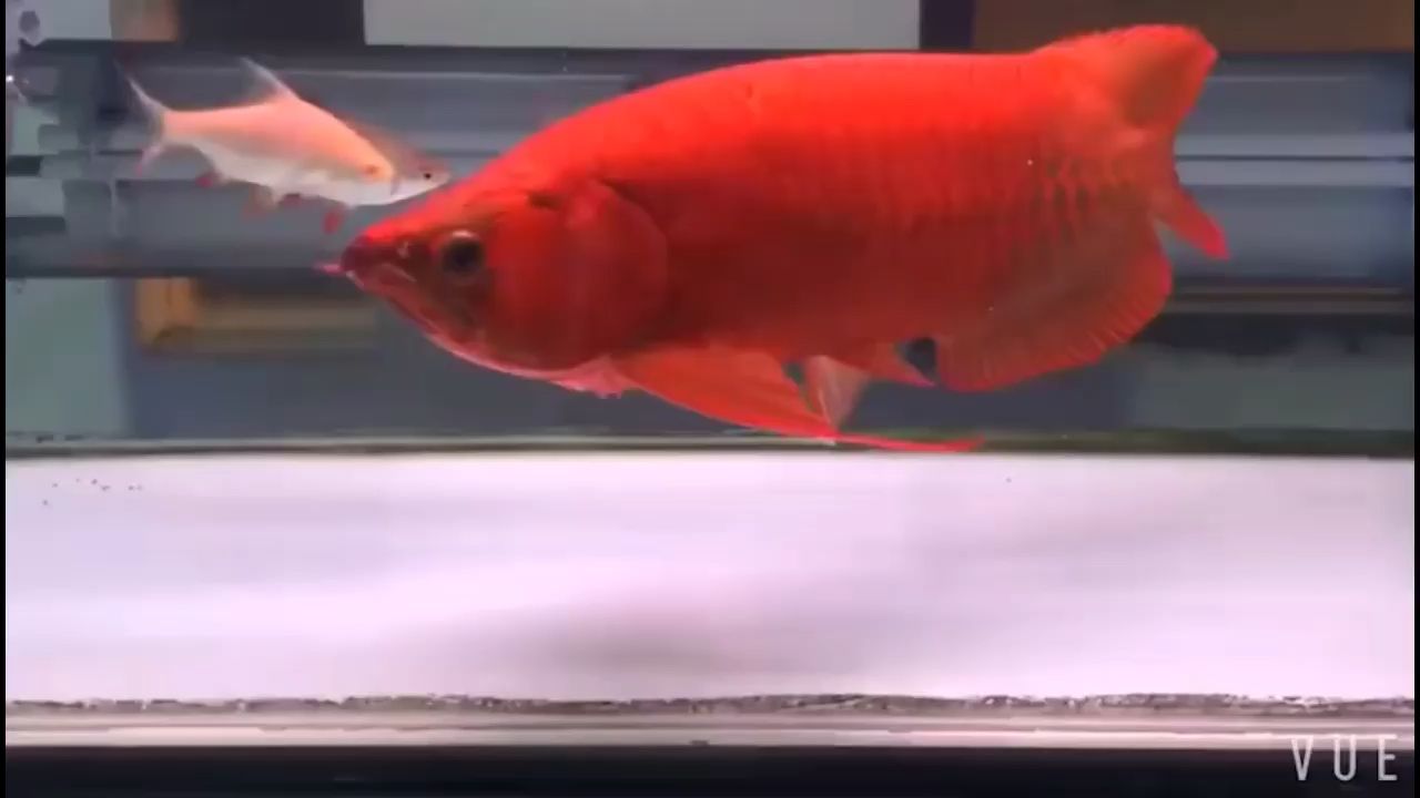 漳州水族館:喂食龍魚小竅門