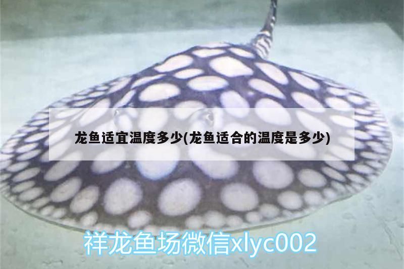 龍魚適宜溫度多少(龍魚適合的溫度是多少)（金龍魚的水溫多少度正好？）