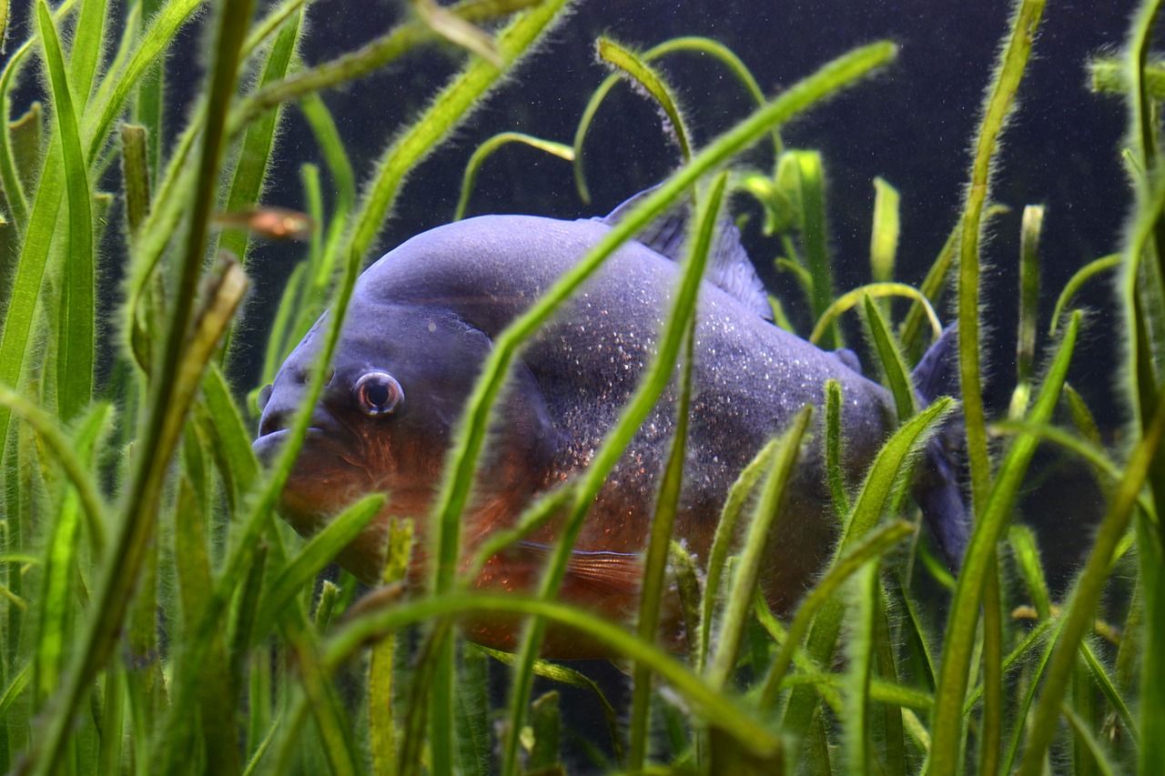 廈門龍魚手術醫院怎么樣啊（廈門魚龍門海鮮酒家）（廈門龍魚手術醫院）