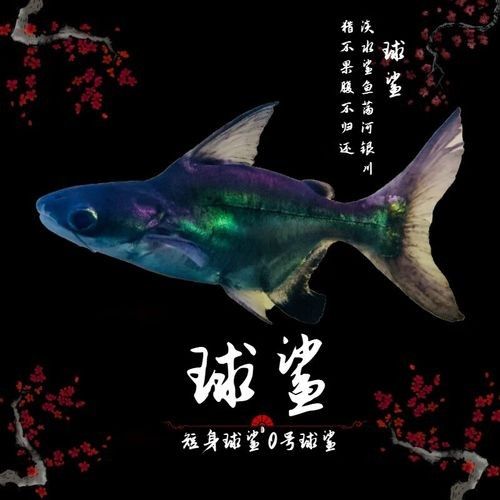 鯊魚基本品牌有哪些（鯊魚基本品牌是一系列由著名設計師和品牌創始人創立的品牌）