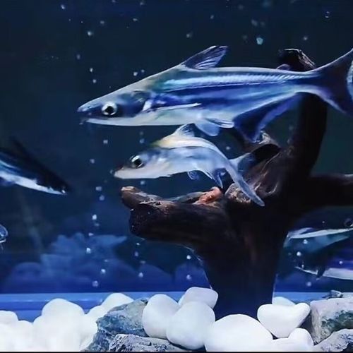鯊魚基本品牌有哪些（鯊魚基本品牌是一系列由著名設計師和品牌創始人創立的品牌）