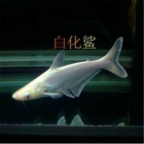 鯊魚基本品牌有哪些（鯊魚基本品牌是一系列由著名設計師和品牌創始人創立的品牌）