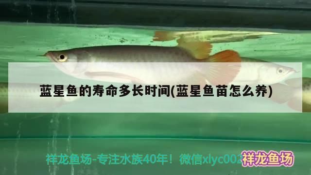 藍(lán)星魚的壽命多長(zhǎng)時(shí)間(藍(lán)星魚苗怎么養(yǎng))