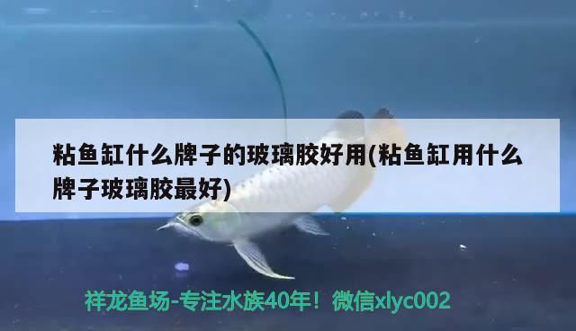 粘魚缸什么牌子的玻璃膠好用(粘魚缸用什么牌子玻璃膠最好)（玻璃魚缸用什么牌子的玻璃膠好用） 粘魚缸什么牌子的玻璃膠好用(粘魚缸用什么牌子玻璃膠最好)（玻璃魚缸用什么牌子的玻璃膠好用） 觀賞魚百科