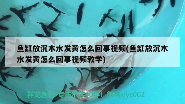 魚缸放沉木水發黃怎么回事視頻(魚缸放沉木水發黃怎么回事視頻教學)