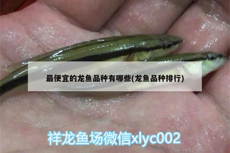最便宜的龍魚品種有哪些(龍魚品種排行)（最便宜的龍魚品種有哪些） 最便宜的龍魚品種有哪些(龍魚品種排行)（最便宜的龍魚品種有哪些） 觀賞魚百科