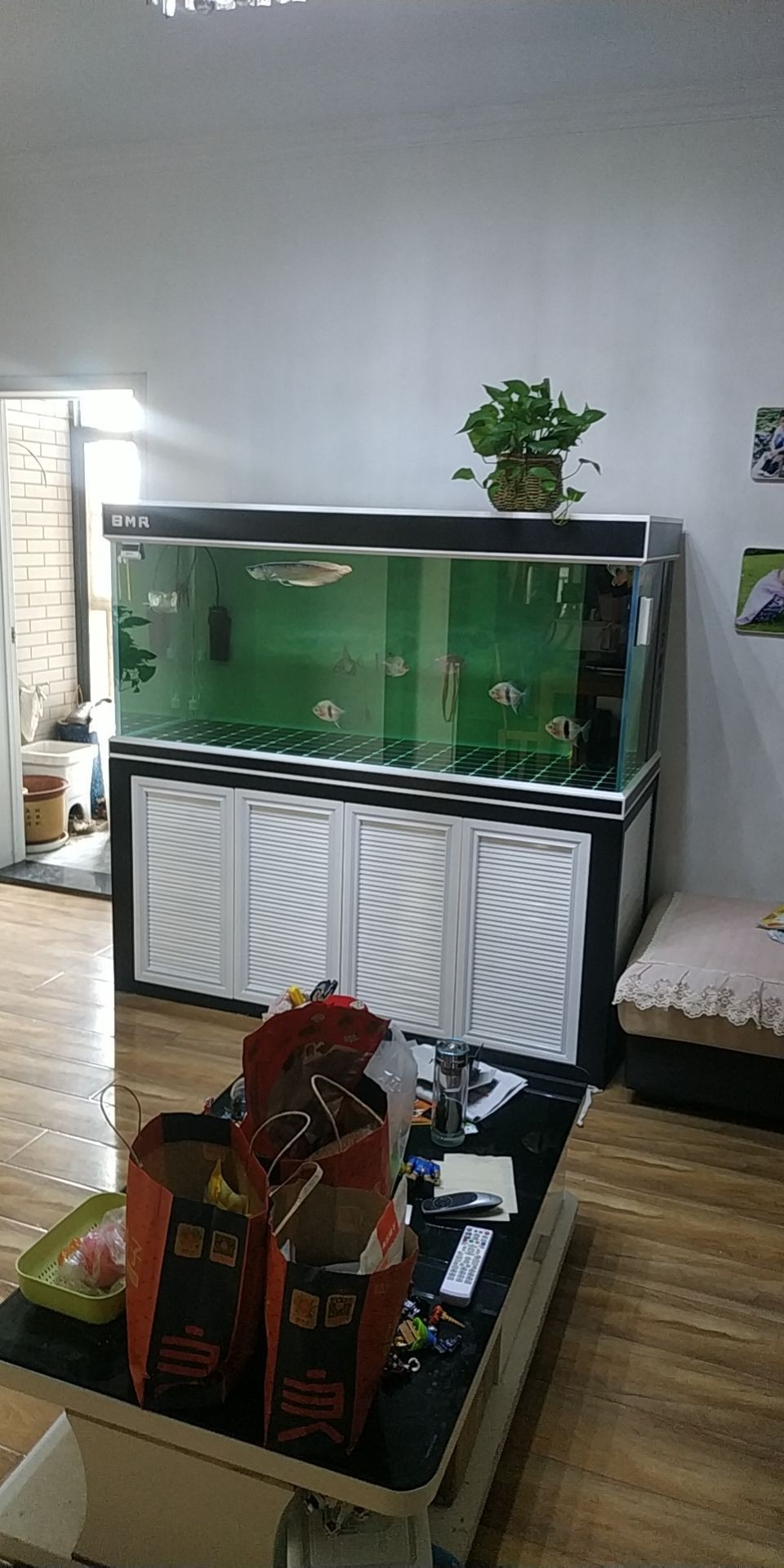 龍魚狀態(tài)（元龍觀賞魚工作室評論：很多銀龍對紅色特別敏感，小龍回家一個多月了）