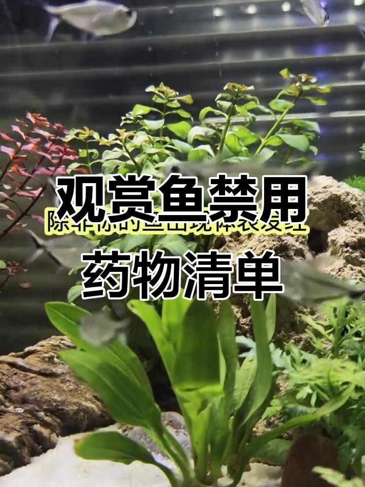細線銀版魚最忌三種藥（網(wǎng)易魚扎堆最怕三種藥劇鯨叨叨叨聽細線銀版魚有害）