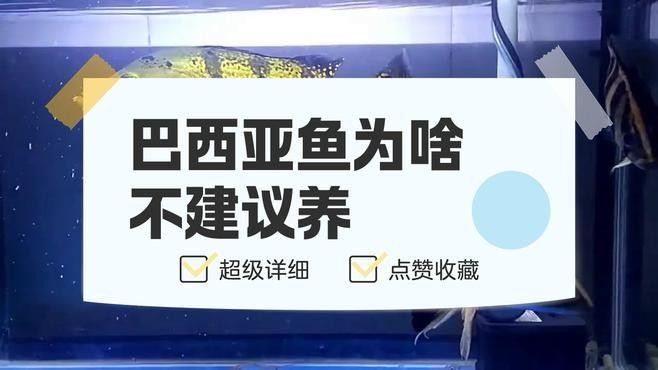 巴西亞魚攻擊性強不強