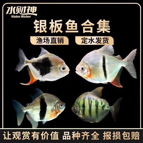 銀版粗線魚（銀版粗線魚是什么魚？）
