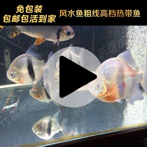 銀版粗線魚（銀版粗線魚是什么魚？）