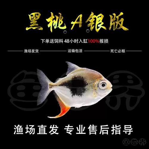 銀版粗線魚（銀版粗線魚是什么魚？）
