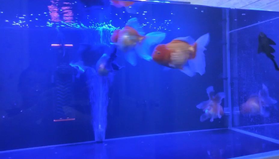 資陽(yáng)觀賞魚市場(chǎng)魚友們晚安金魚圈（資陽(yáng)觀賞魚市場(chǎng)）