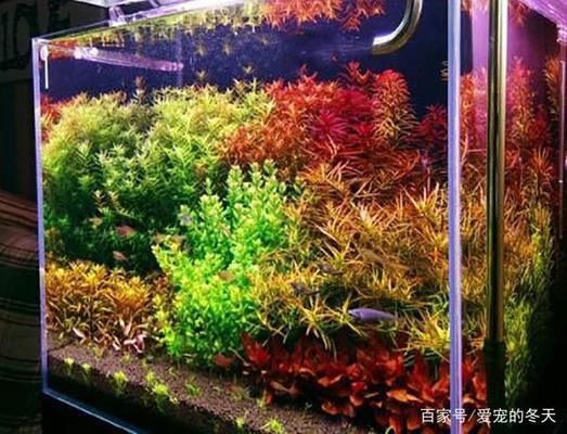 觀賞魚的市場行情如何(觀賞魚市場前景如何)