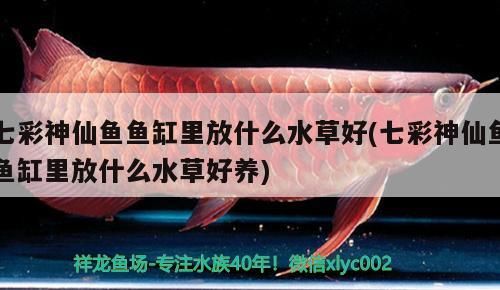 七彩神仙魚魚缸里放什么水草好(七彩神仙魚魚缸里放什么水草好養)（七彩神仙魚缸里放什么水草好，） 七彩神仙魚魚缸里放什么水草好(七彩神仙魚魚缸里放什么水草好養)（七彩神仙魚缸里放什么水草好，） 觀賞魚百科