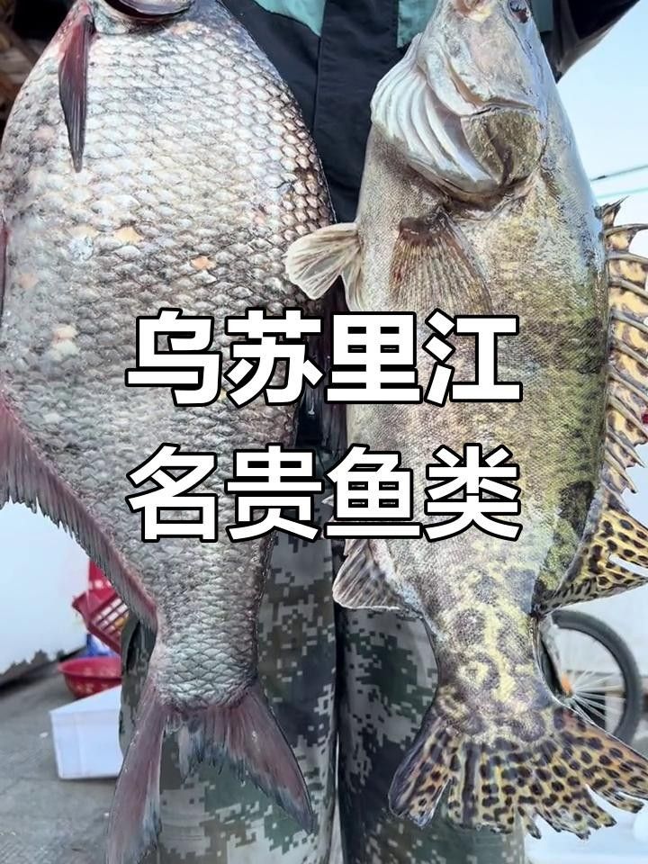 烏蘇里江四大名魚 烏蘇里江四大名魚 觀賞魚百科 第2張