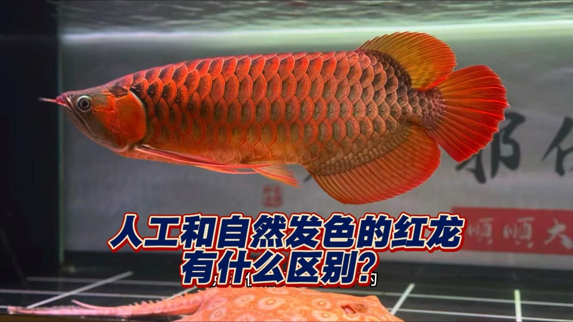 龍魚變淺了會認(rèn)主人嗎 龍魚變淺了會認(rèn)主人嗎 觀賞魚百科 第2張