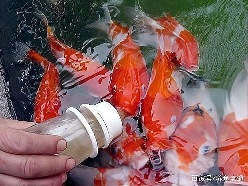 龍魚變淺了會認(rèn)主人嗎 龍魚變淺了會認(rèn)主人嗎 觀賞魚百科 第7張