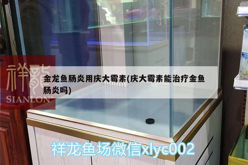 金龍魚腸炎用慶大霉素(慶大霉素能治療金魚腸炎嗎)